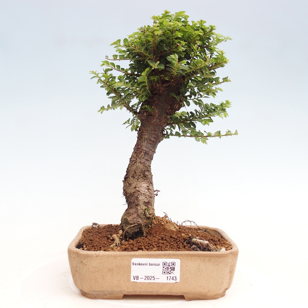 Kültéri bonsai - Ulmus parvifolia Hokkaido - Kínai szil - Ulmus parvifolia Hokkaido