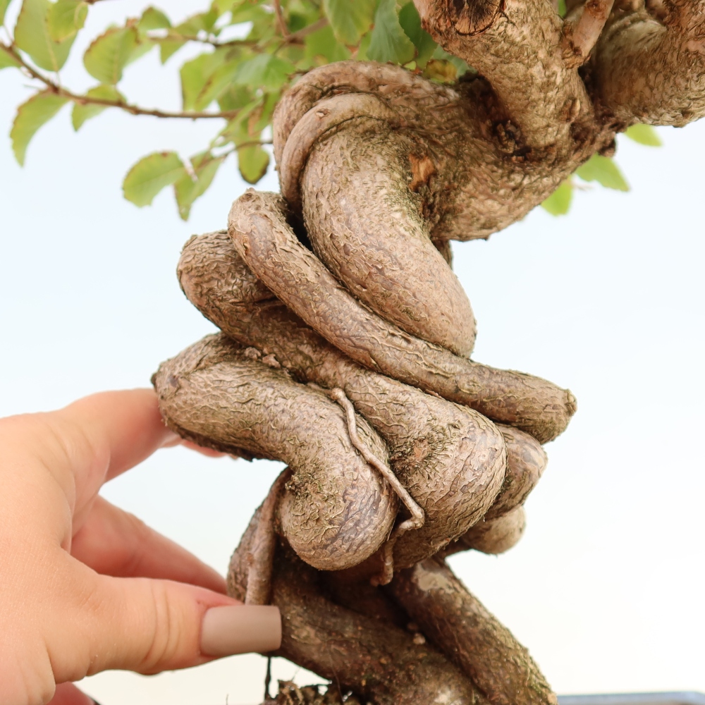 Kültéri bonsai -Carpinus CARPINOIDES - Koreai gyertyánfa