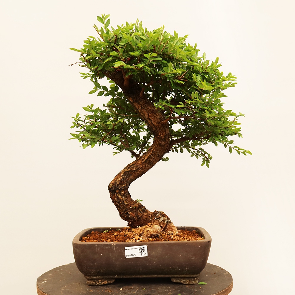 Kültéri bonsai - Zelkova - Zelkova NIRE
