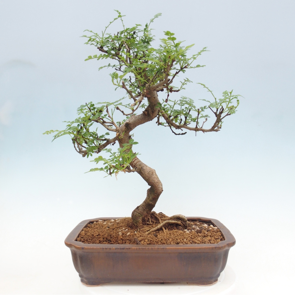 Szobai bonsai - Zantoxylum piperitum - borsfa