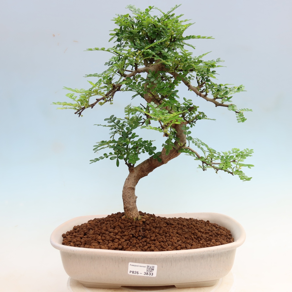 Szobai bonsai - Zantoxylum piperitum - borsfa