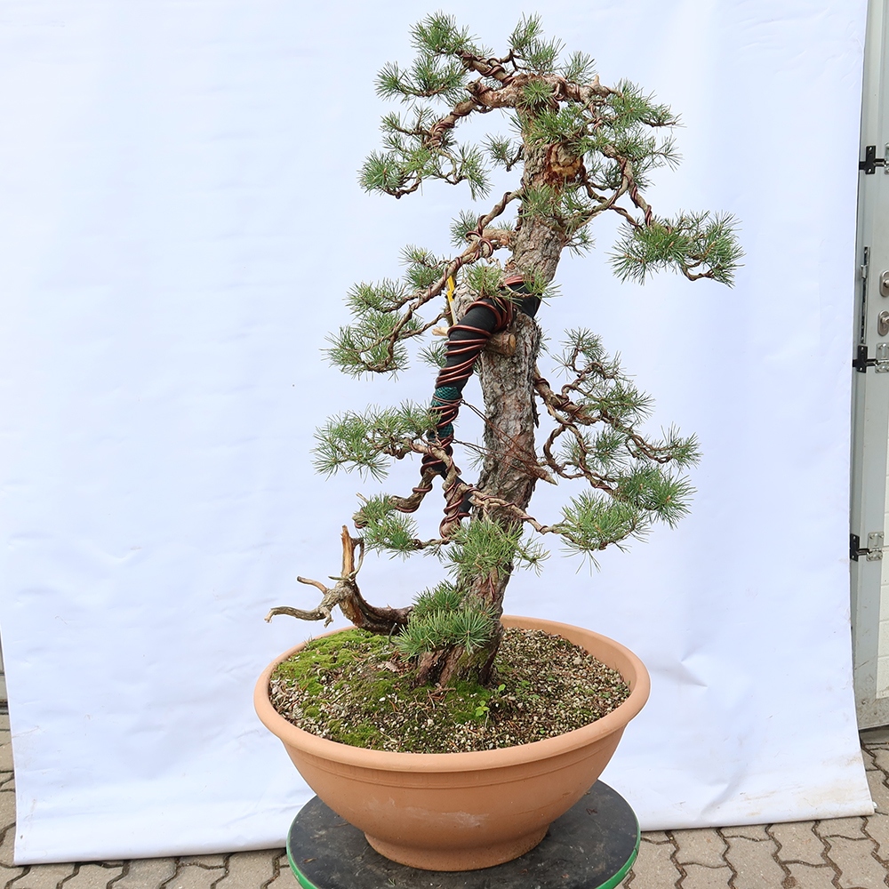 Pinus sylvestris Spanyolország – erdei fenyő
