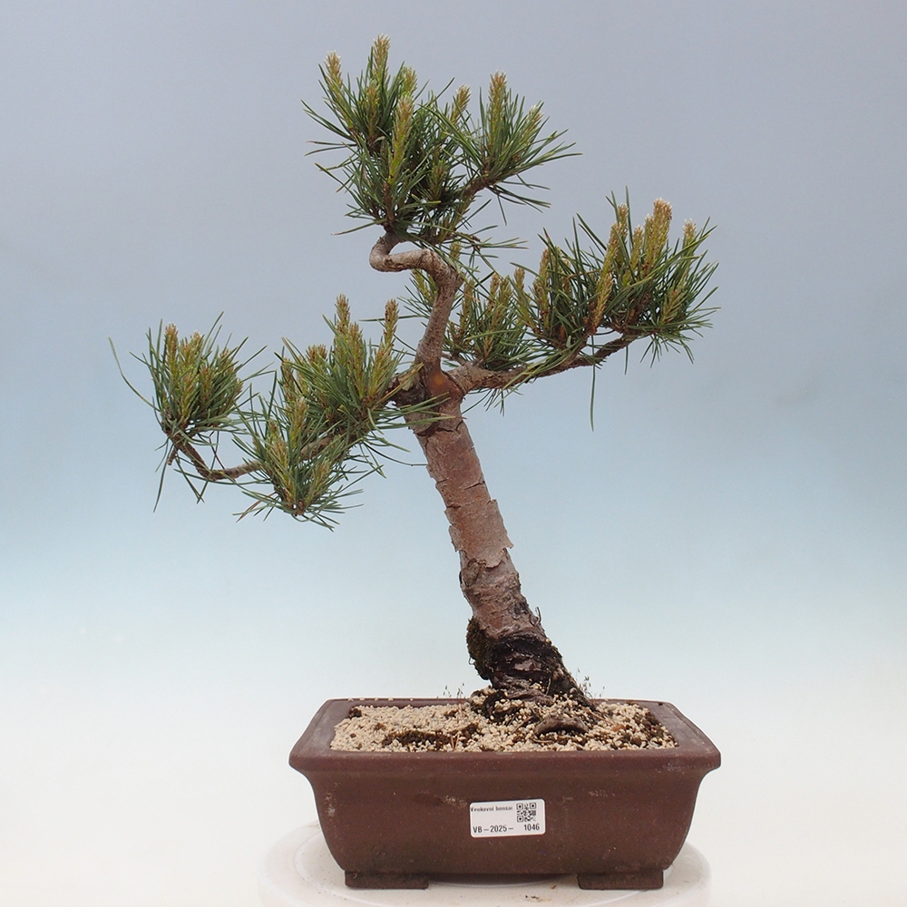 Kültéri bonsai - Pinus Sylvestris Watererri - erdeifenyő