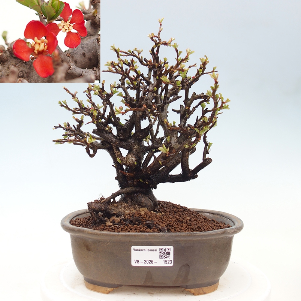 Kültéri bonsai - Chaneomeles speciosa - birs