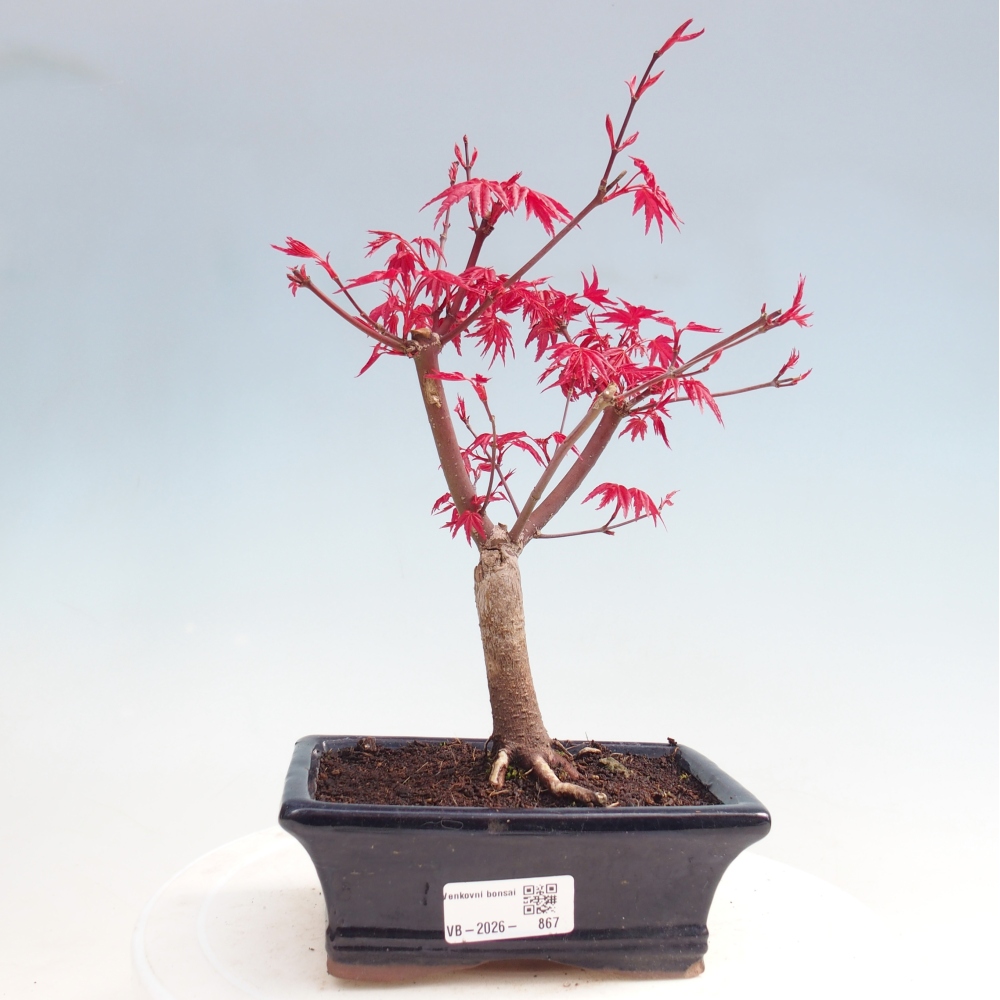 Kültéri bonsai - Acer palmatum DESHOJO