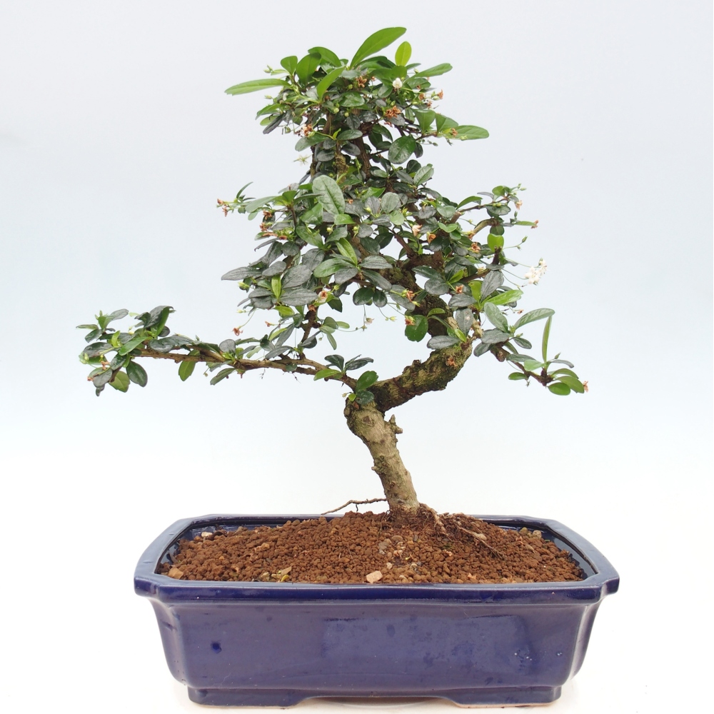 Szobai bonsai - Carmona macrophylla - Tea fuki