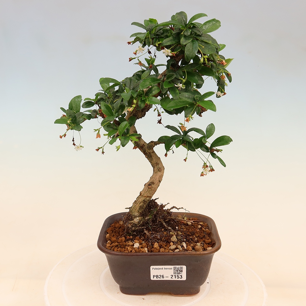 Szobai bonsai - Carmona macrophylla - Tea fuki