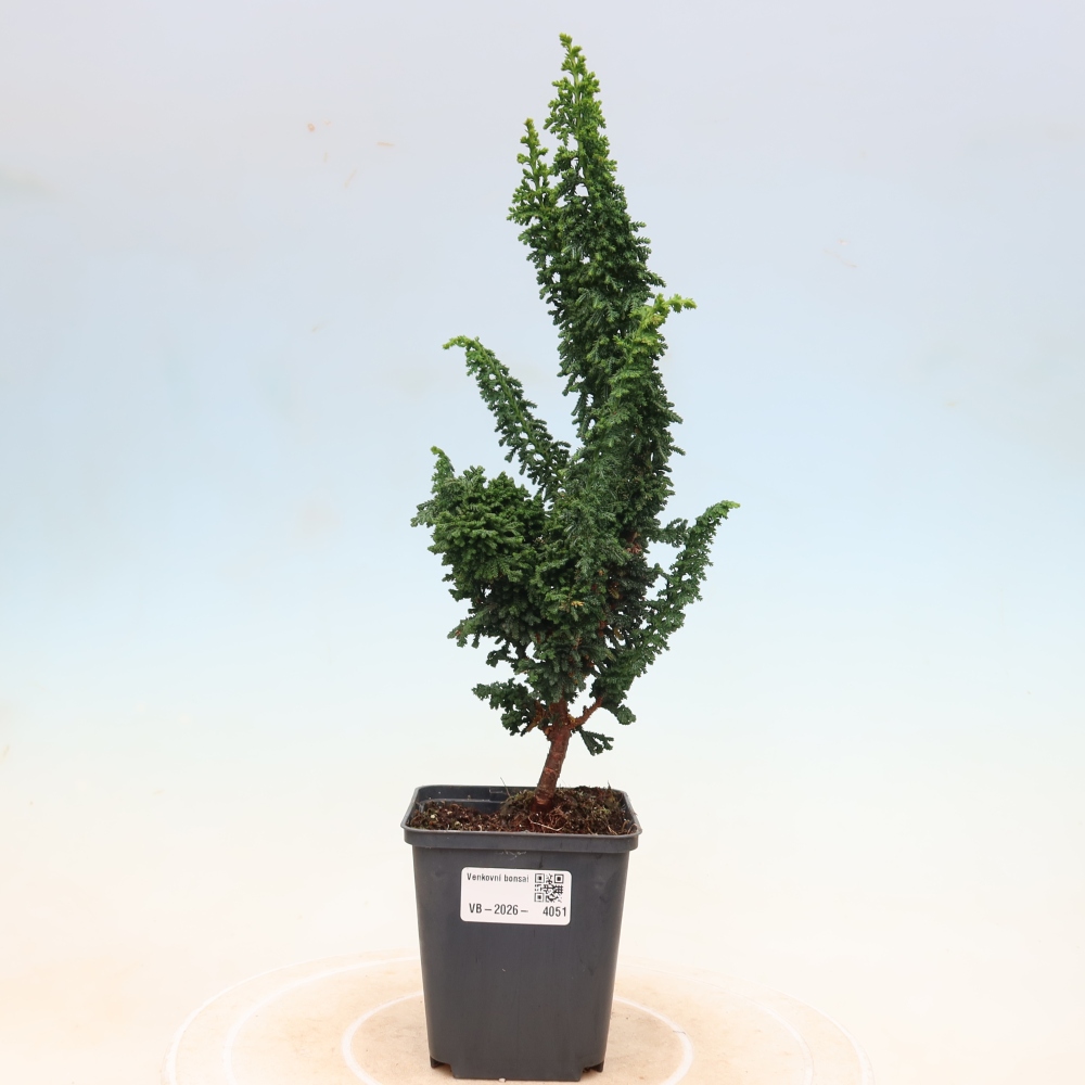 Kültéri bonsai - Cham. obtusa SEKKA HINOKI - Cifra ciprus