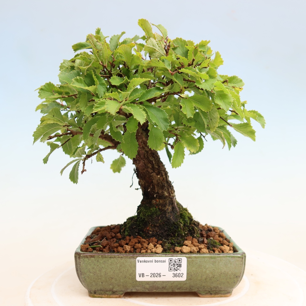 Kültéri bonsai - Zelkova - Zelkova NIRE