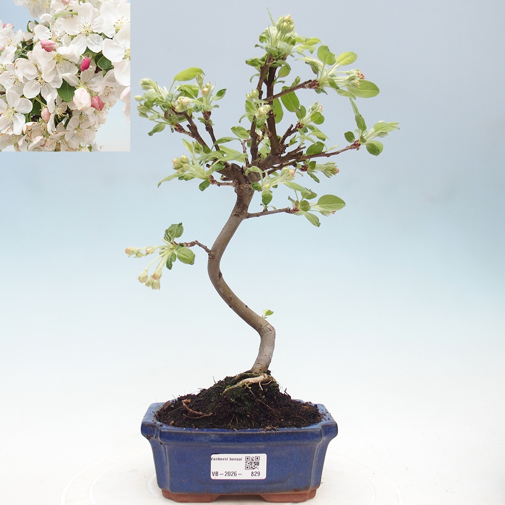 Kültéri bonsai -Malus halliana - Kis gyümölcsű almafa