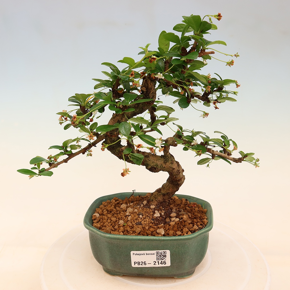 Szobai bonsai - Carmona macrophylla - Tea fuki