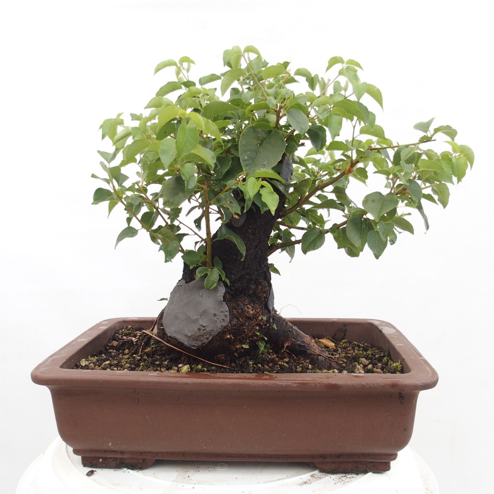 Kültéri bonsai - Mahalebka - Prunus mahaleb - Prunus mahaleb