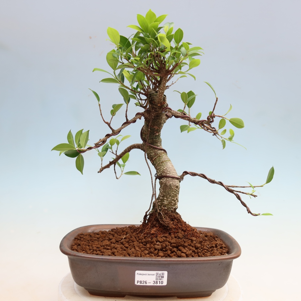 Szobai bonsai - Ficus kimmen - kislevelű fikusz