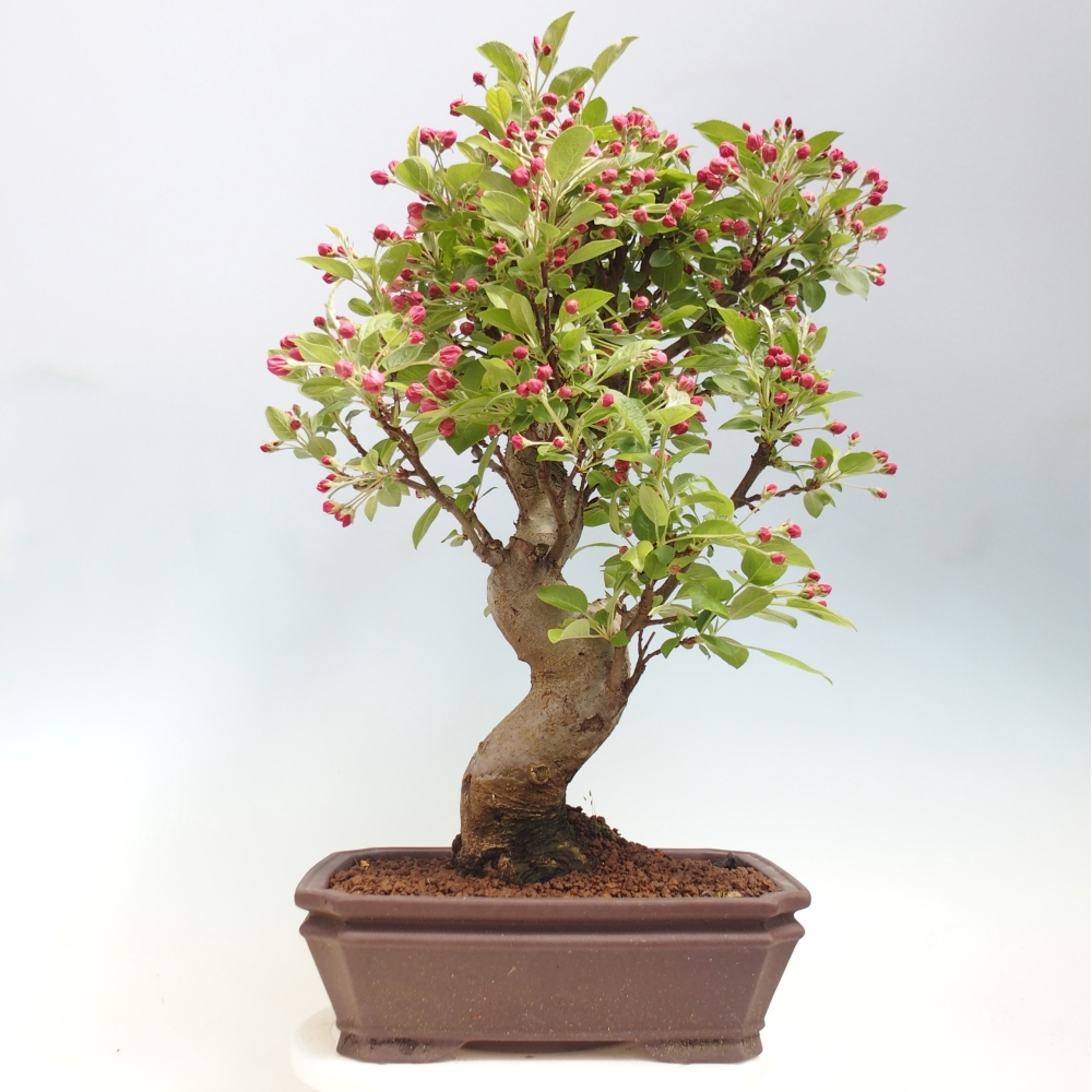 Kültéri bonsai -Malus halliana - Kis gyümölcsű almafa