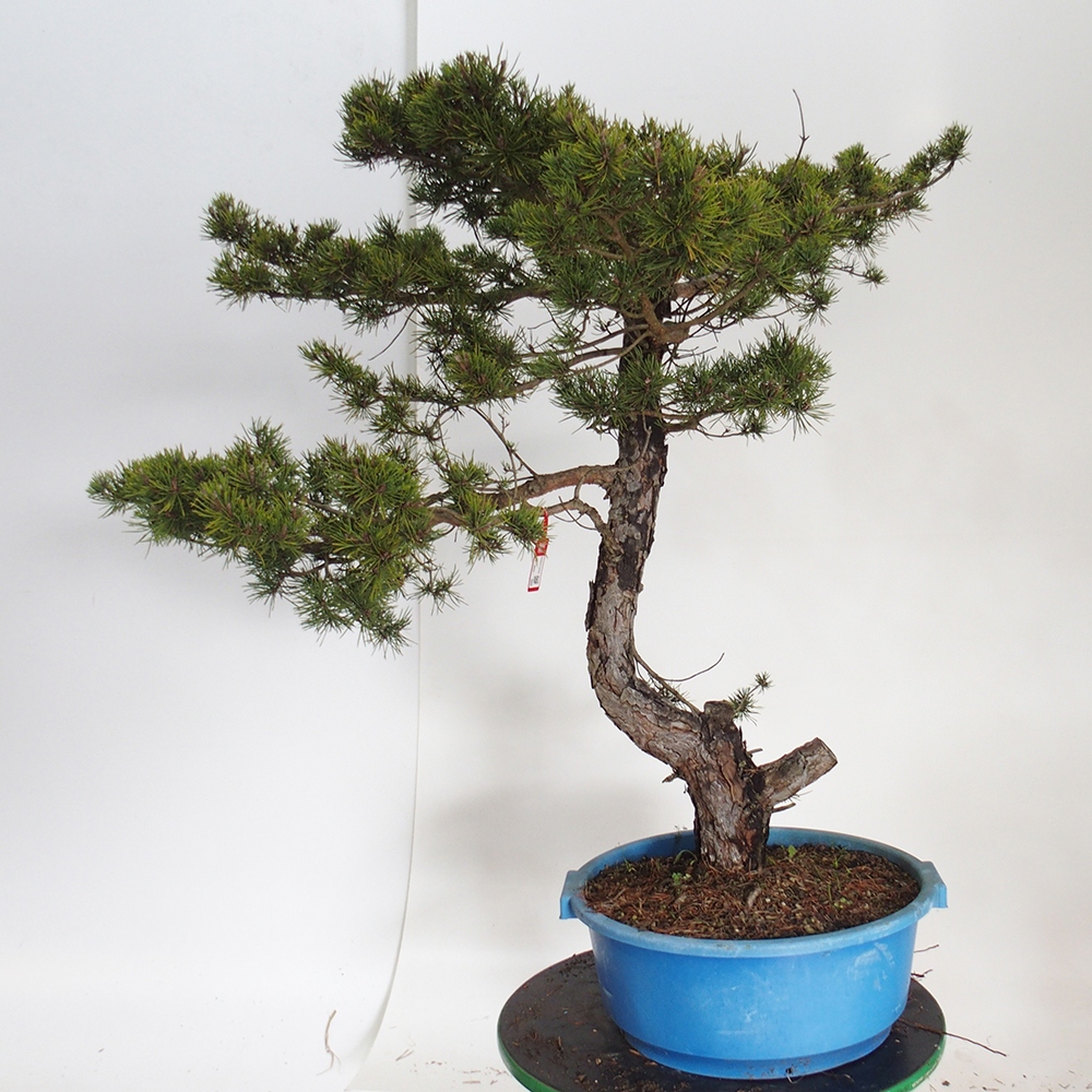 Yamadori - Pinus sylvestris Spanyolország