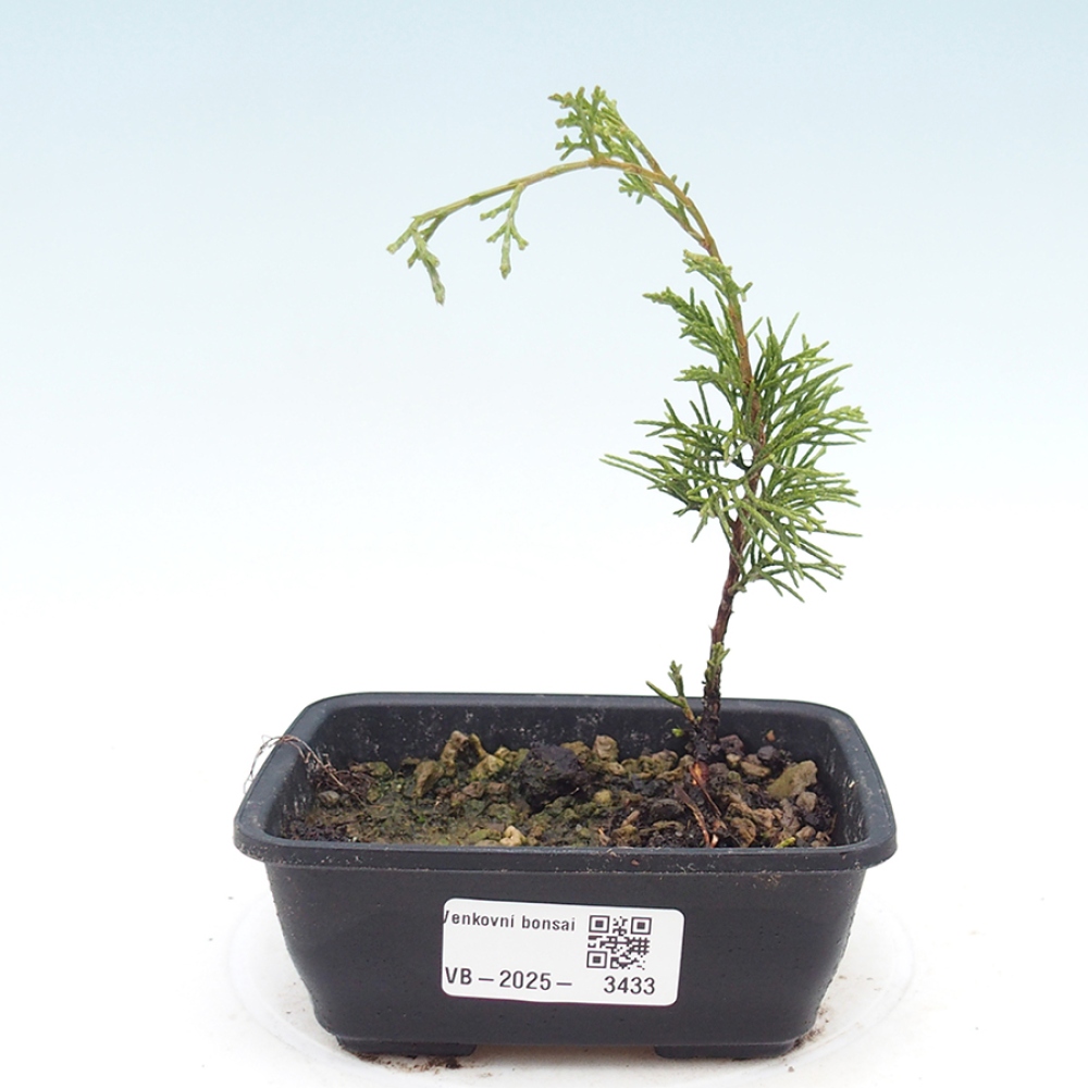 Kültéri bonsai - Juniperus chinensis Itoigawa