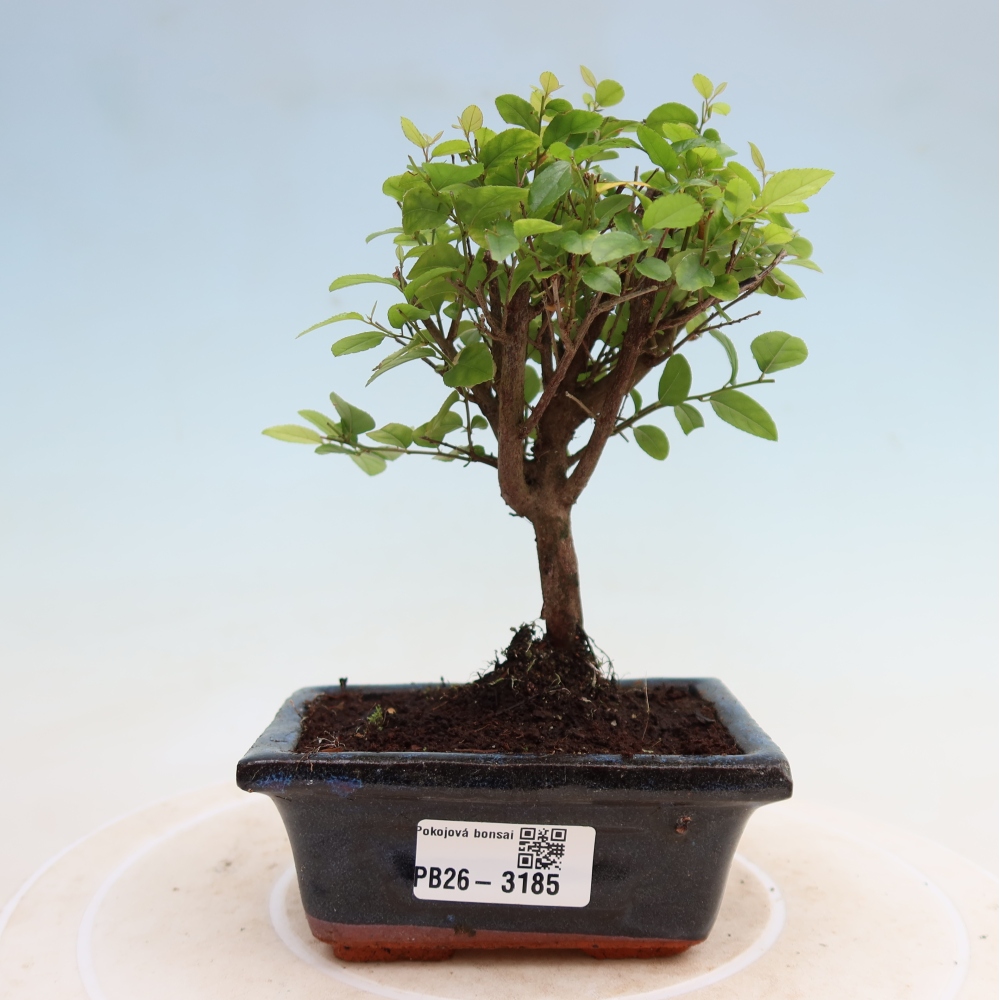 Szobai bonsai - Sageretia thea - Sageretia thea