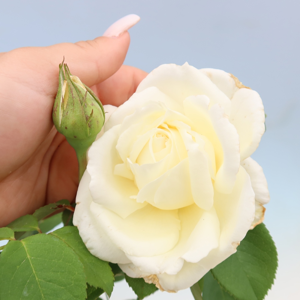 Kültéri bonsai - Rosa Kordes - rózsa