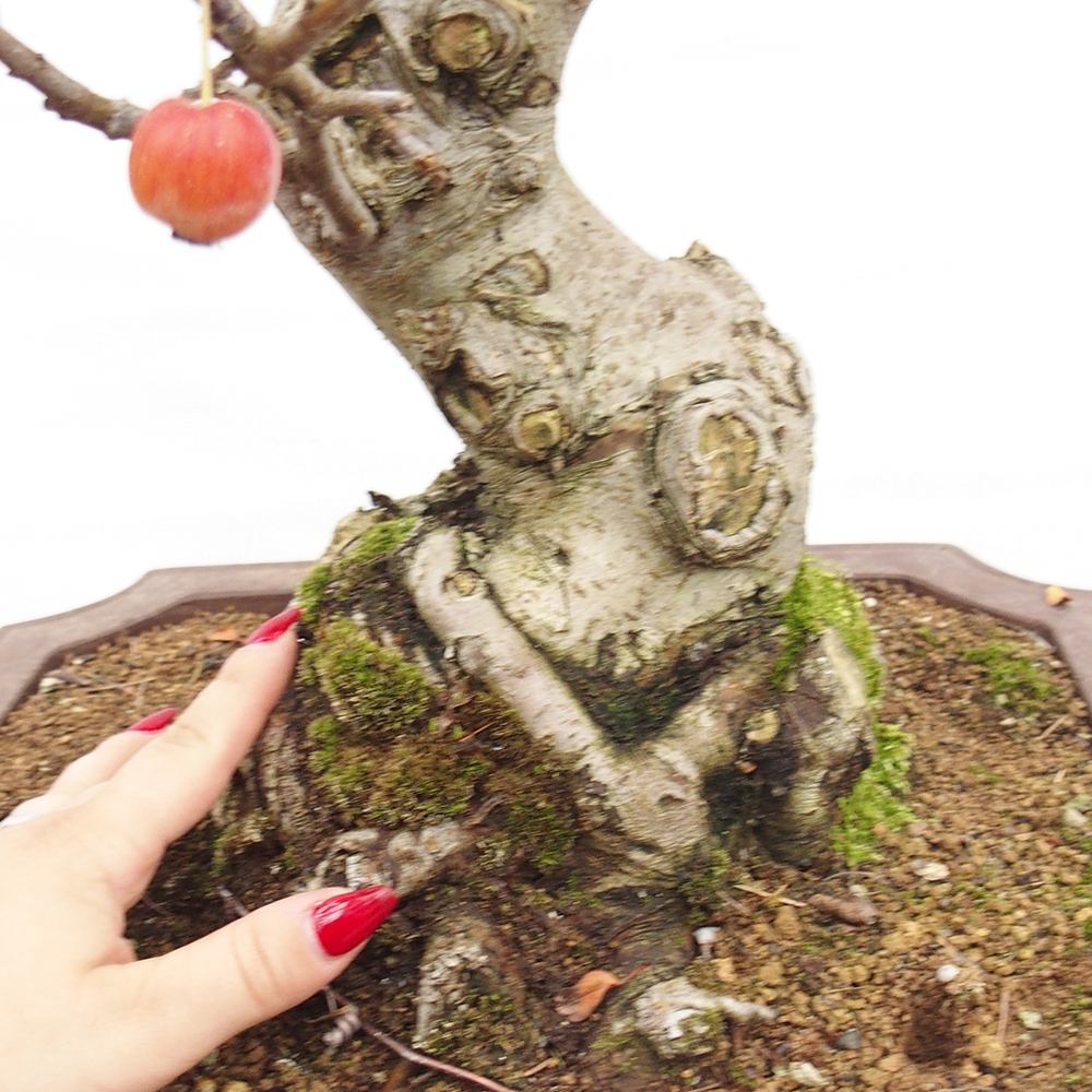 Kültéri bonsai -Malus halliana - Kis gyümölcsű almafa
