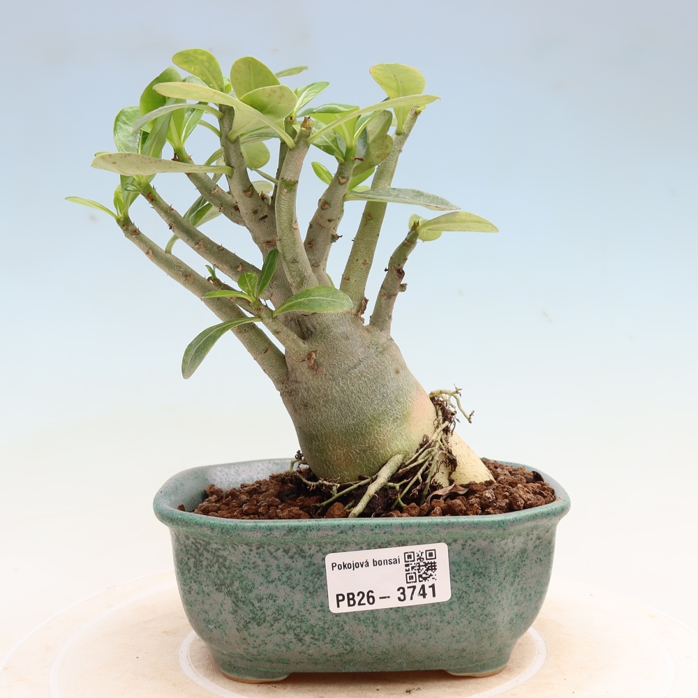 Szobabonsai – Adenium obesum Red Star – Sivatagi rózsa