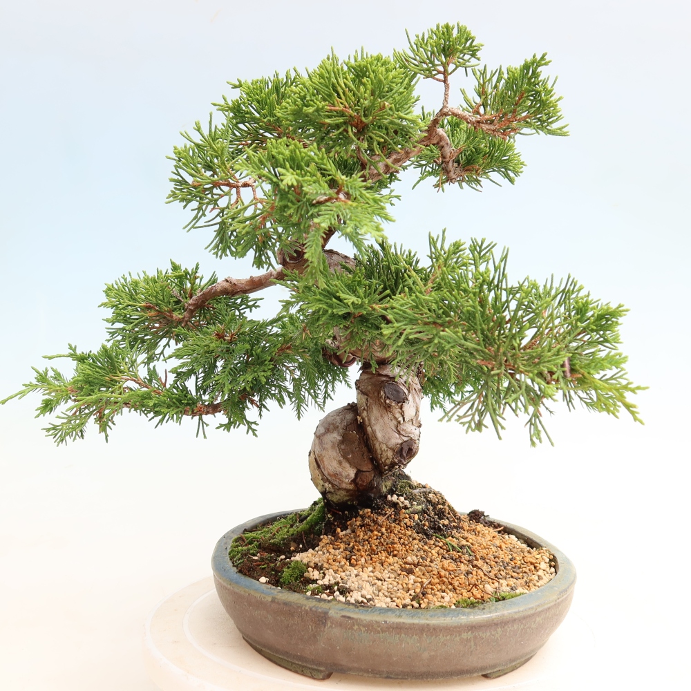 Kültéri bonsai - Juniperus chinensis Itoigawa-Juniperus chinensis