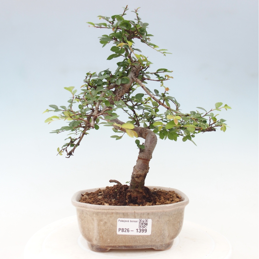 Szobai bonsai - Ulmus parvifolia - Kislevelű szilfa