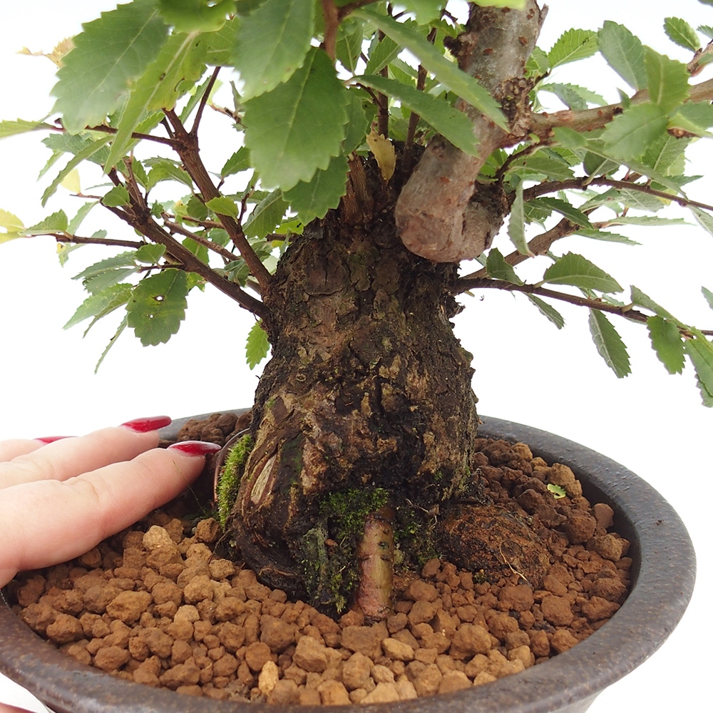 Kültéri bonsai - Zelkova - Zelkova NIRE