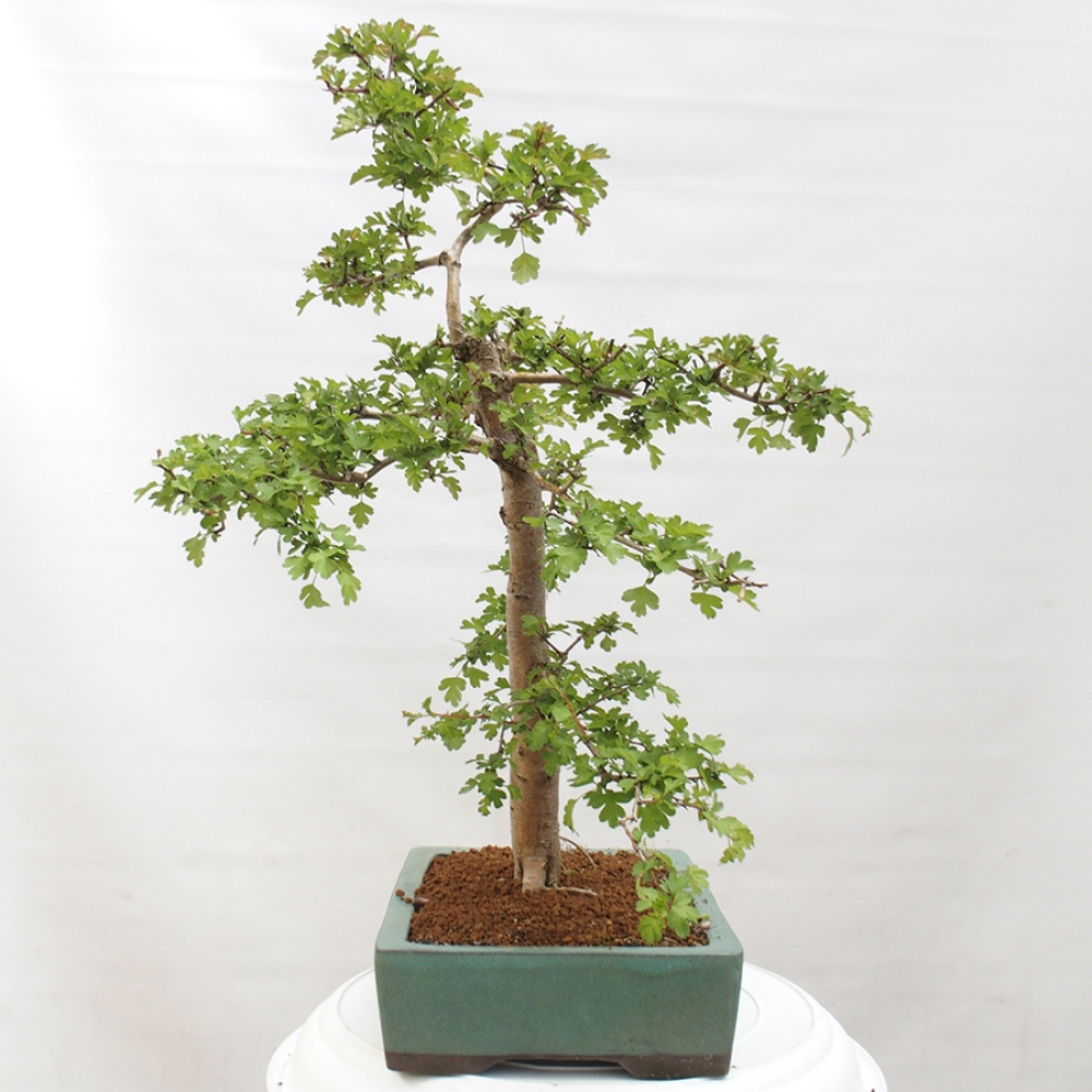 Kültéri bonsai - Galagonya - Crataegus monogyna