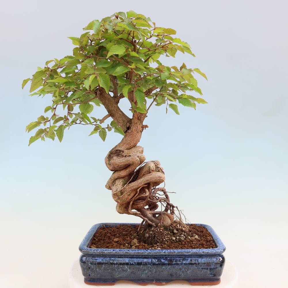 Kültéri bonsai -Carpinus Coreana - Koreai gyertyánfa
