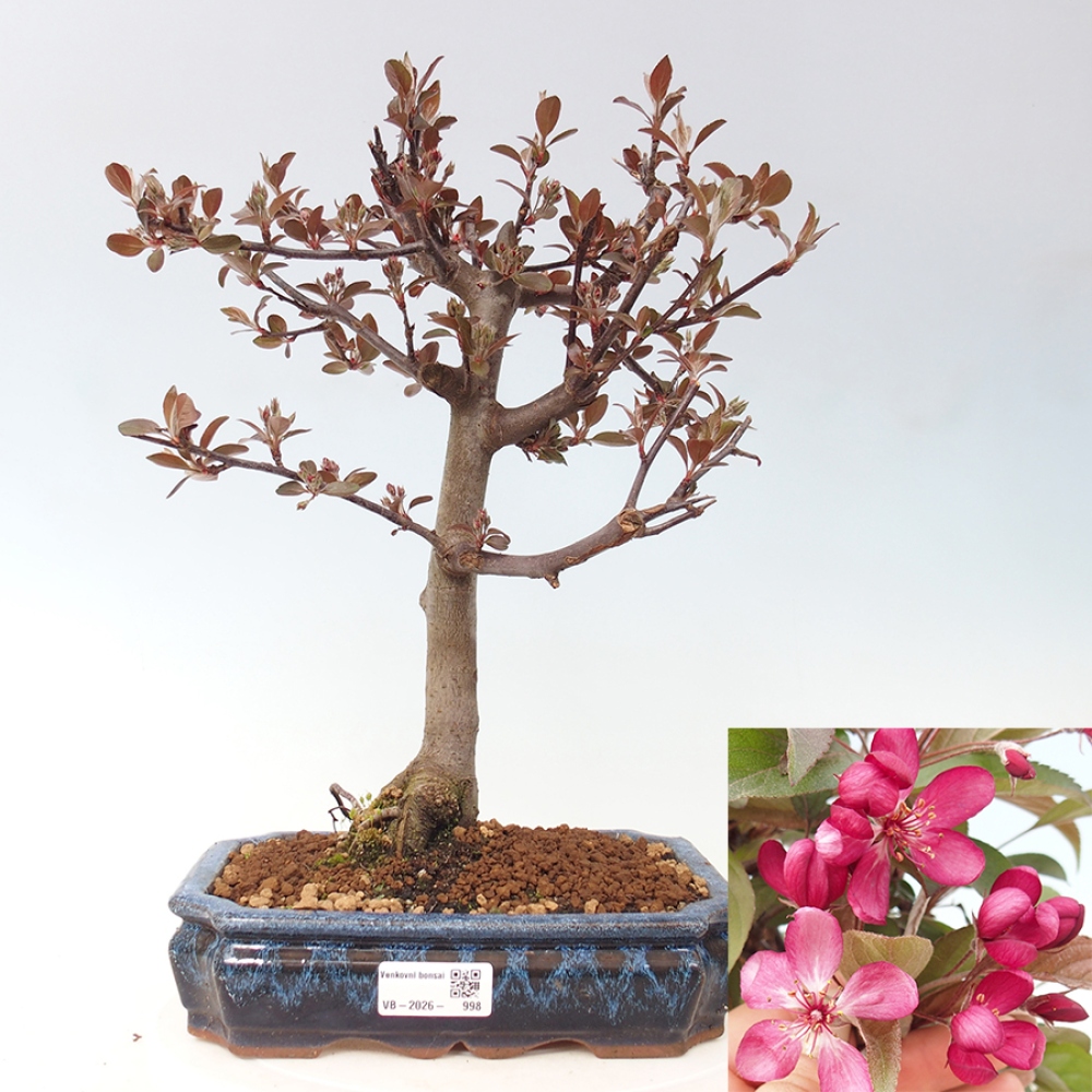 Kültéri bonsai -Malus domestica - Kis gyümölcsű piros levelű almafa