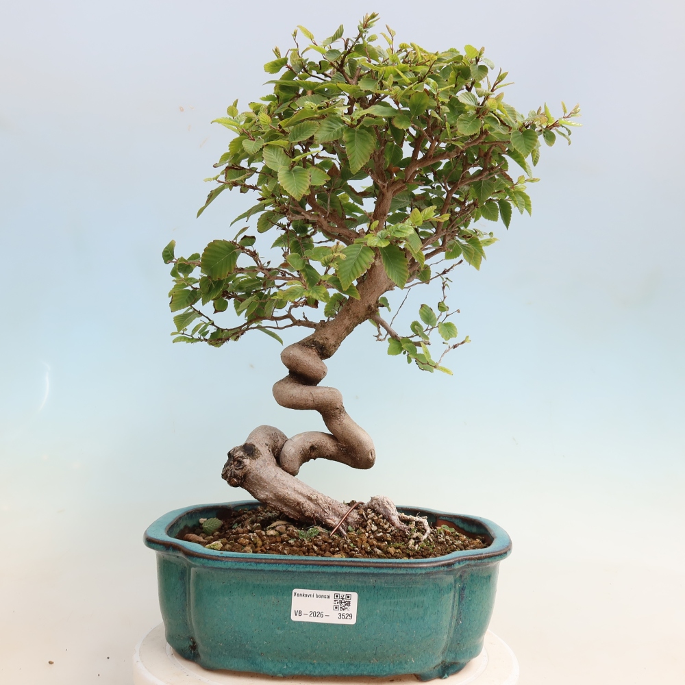 Kültéri bonsai -Carpinus CARPINOIDES - Koreai gyertyánfa