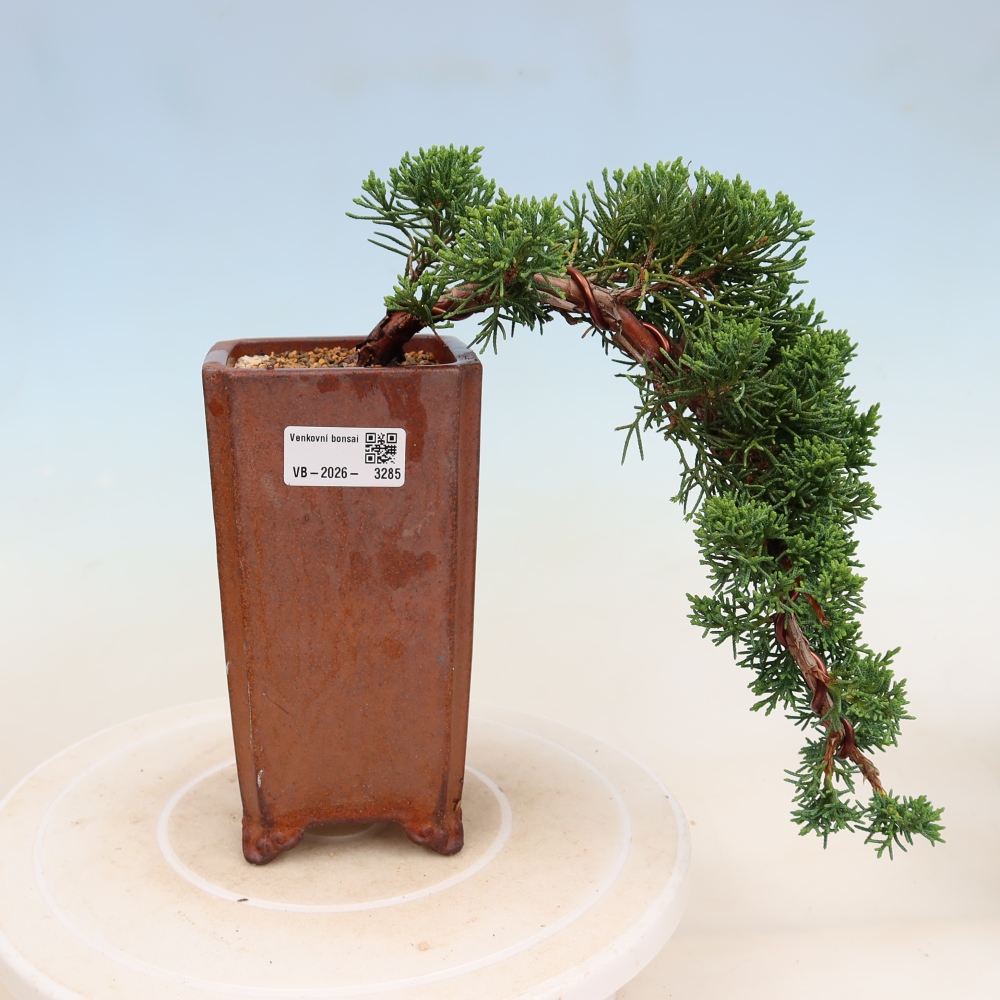 Kültéri bonsai - Juniperus chinensis Kishu