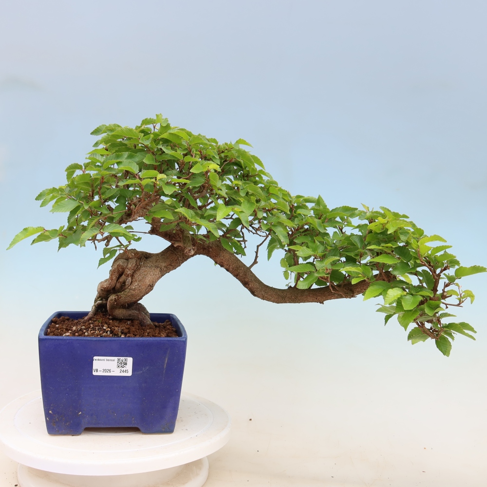 Kültéri bonsai -Carpinus Coreana - Koreai gyertyánfa