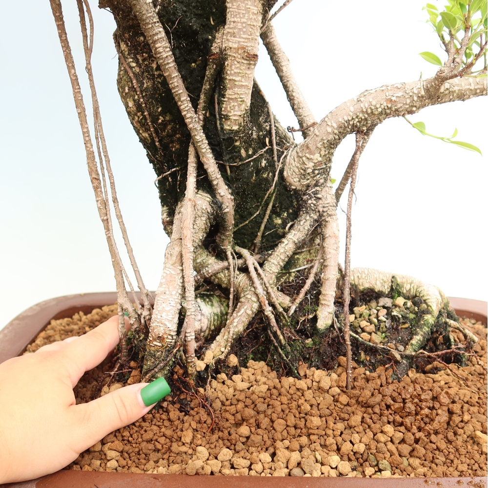 Szobai bonsai - Ficus kimmen - kislevelű fikusz