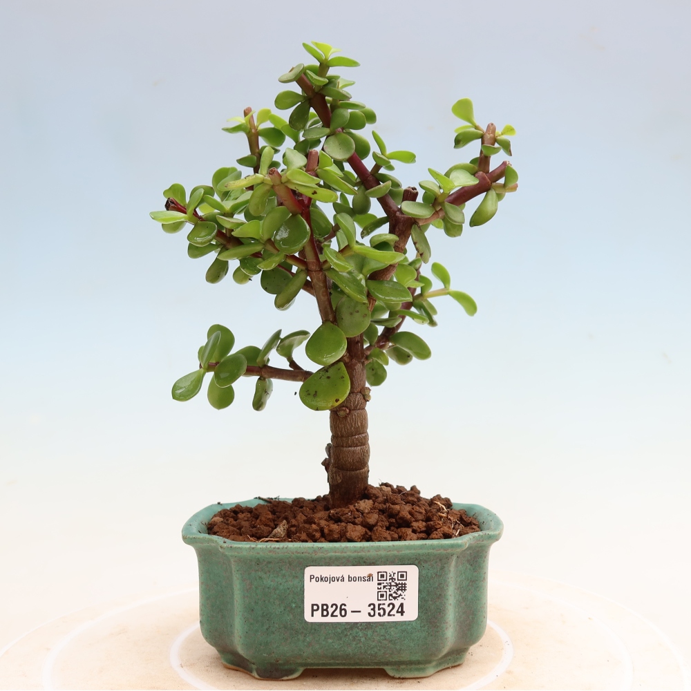 Szoba bonsai - Portulakaria Afra - Tlustice