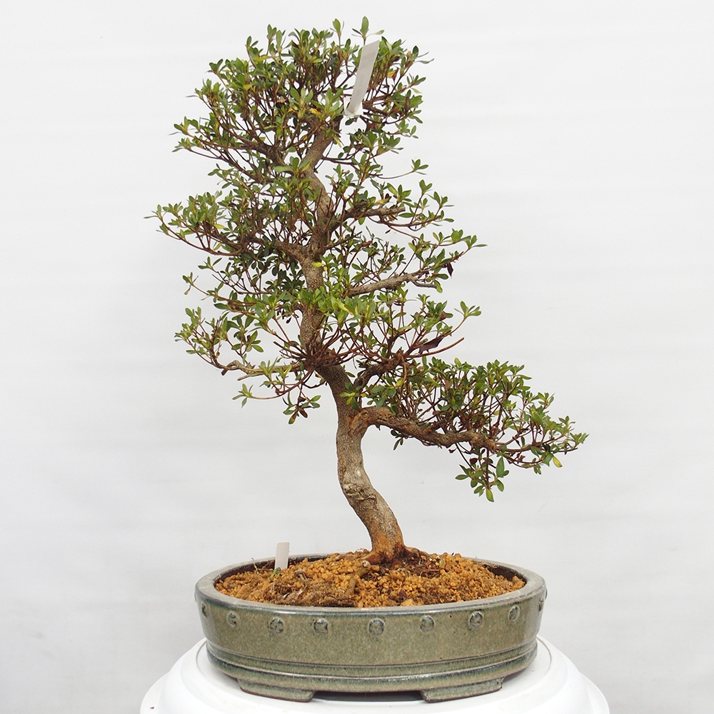 Kültéri bonsai - Japán azálea - Azalea Nishikie