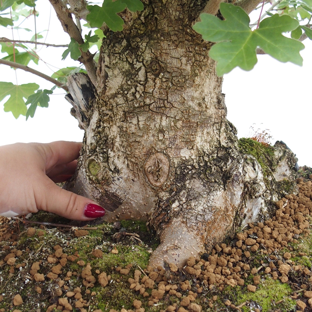 Kültéri bonsai -Javor babyka - Acer campestre