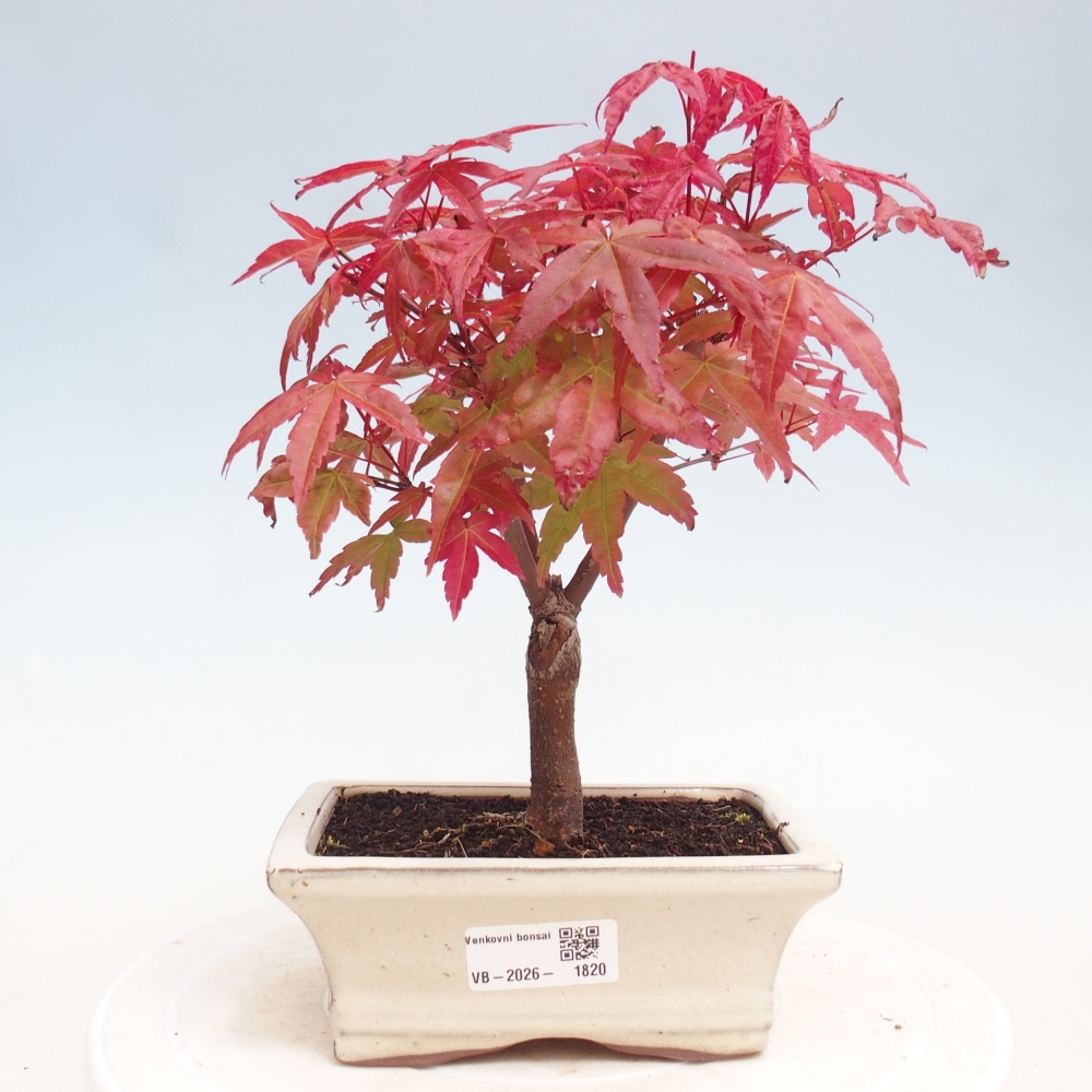 Kültéri bonsai - Acer palmatum DESHOJO