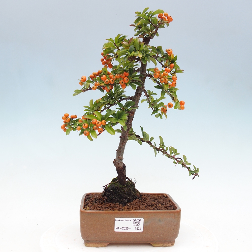 Kültéri bonsai-Pyracantha Teton - Hlox