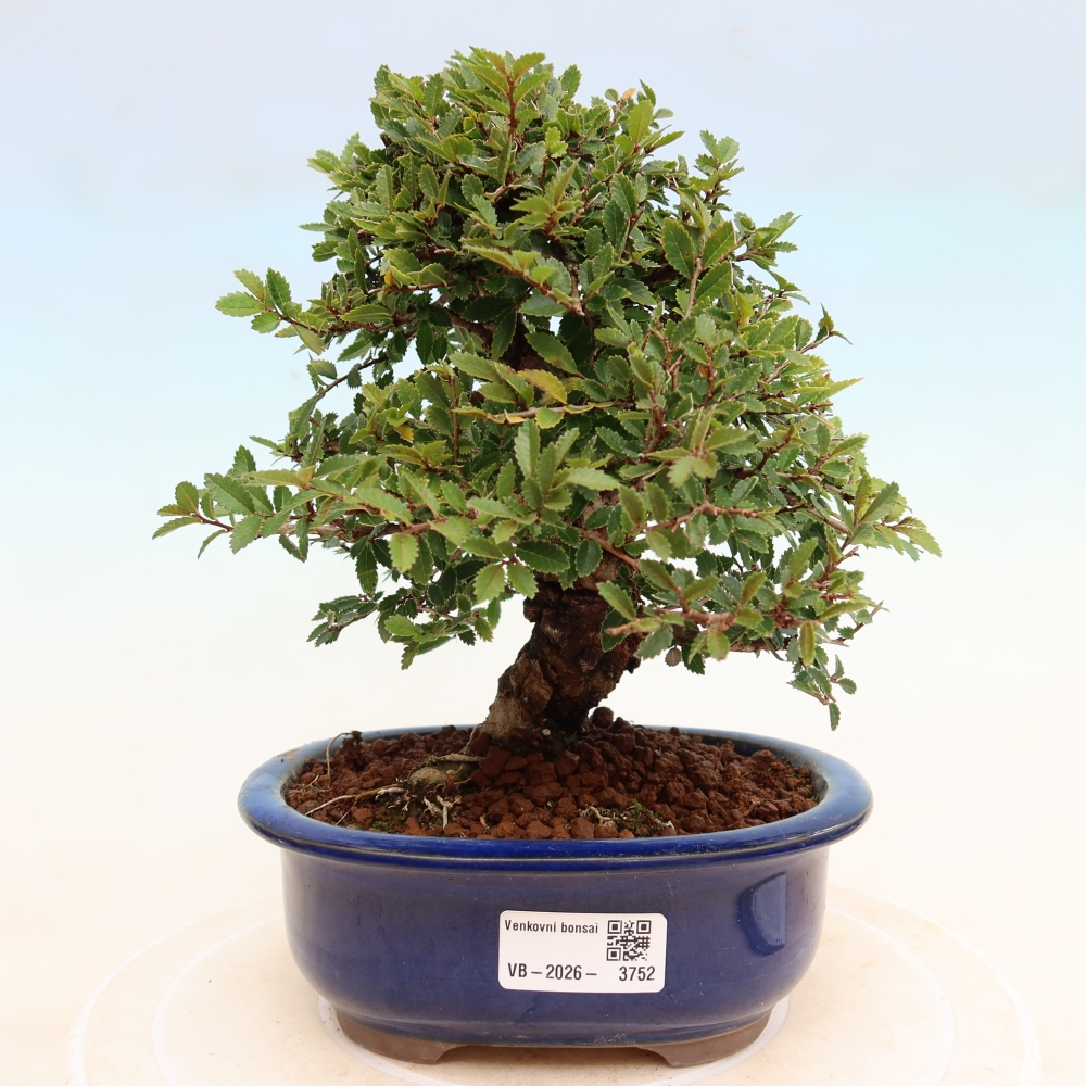 Kültéri bonsai - Zelkova - Zelkova NIRE