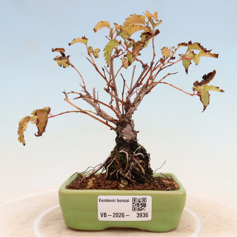 Kültéri bonsai – Stephanandra incisa – Hajlított koronás