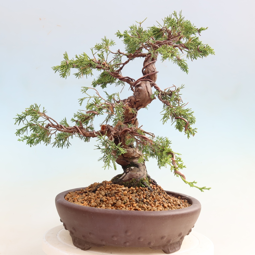 Kültéri bonsai - Juniperus chinensis Itoigawa-Juniperus chinensis