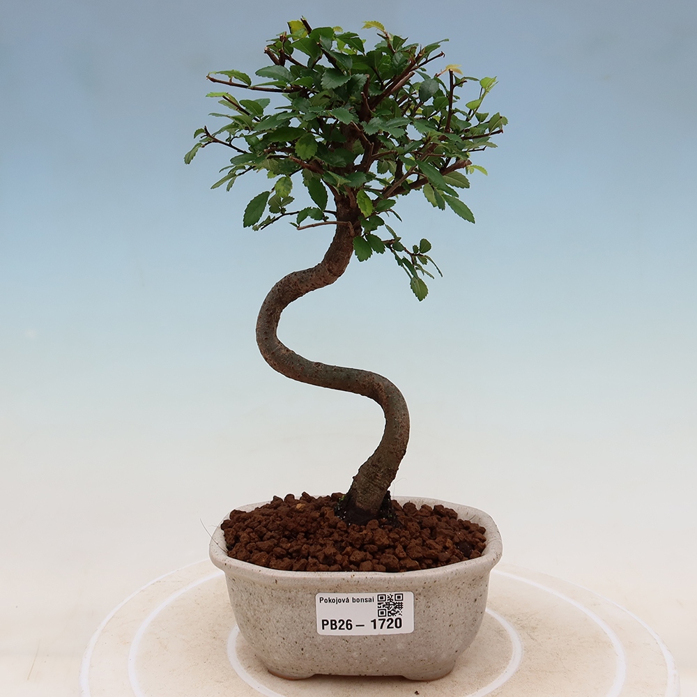 Szobai bonsai - Ulmus parvifolia - Kislevelű szilfa