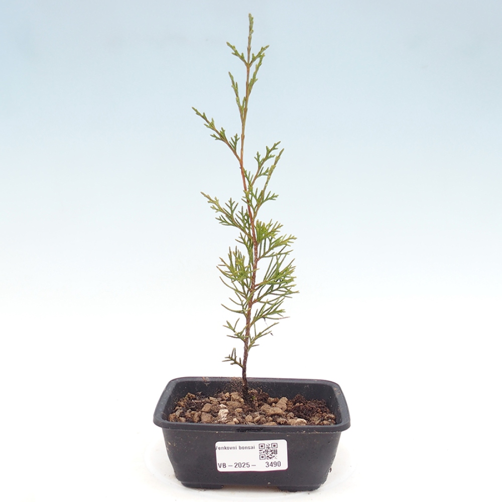 Kültéri bonsai - Juniperus chinensis Itoigawa