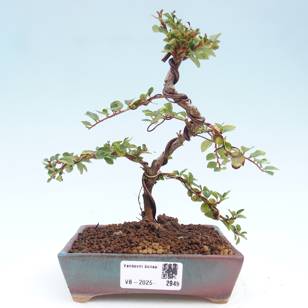 Kültéri bonsai - Cotoneaster horizontalis - Rocky Mountain