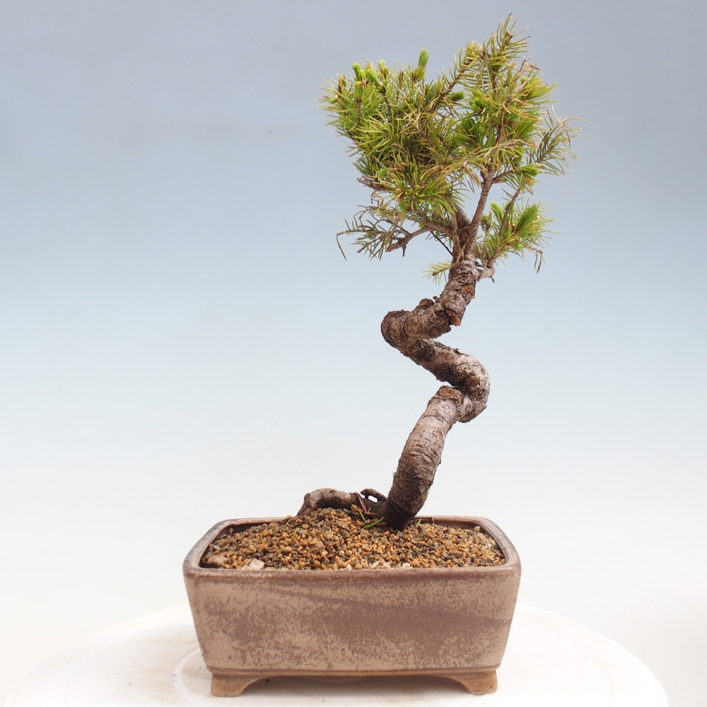 Kültéri bonsai - lucfenyő - Picea glauca globe