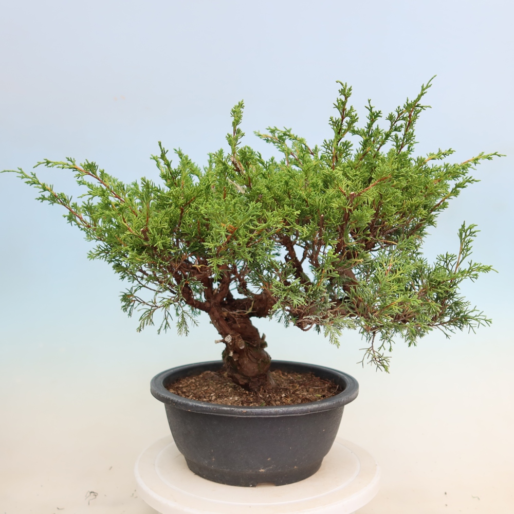 Kültéri bonsai - Juniperus chinensis Itoigawa-Juniperus chinensis