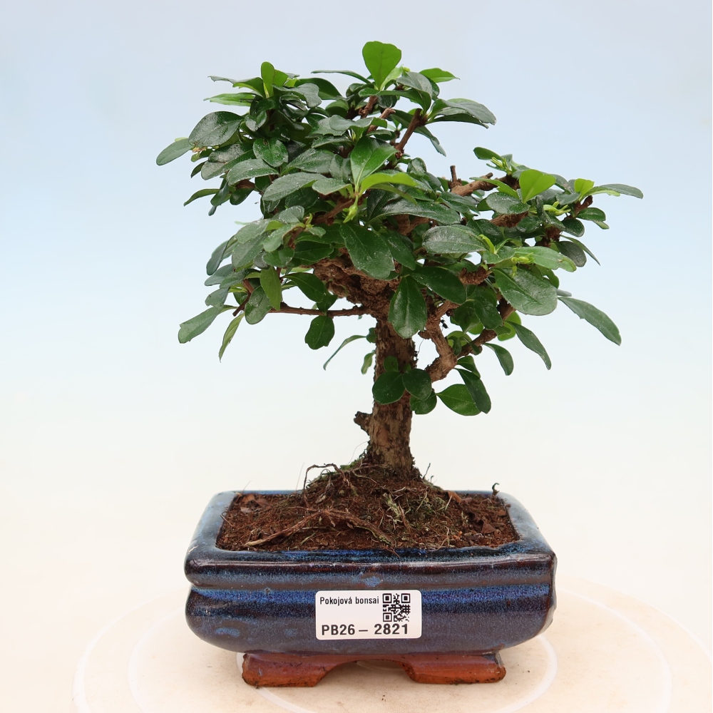 Szobai bonsai - Carmona macrophylla - Tea fuki