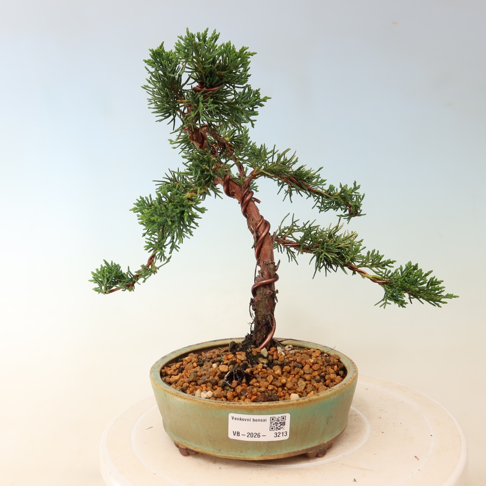 Kültéri bonsai - Juniperus chinensis Kishu
