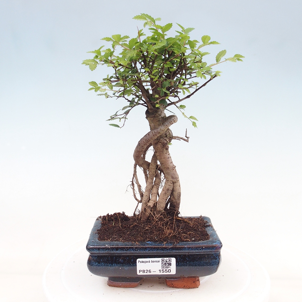 Szobai bonsai - Ulmus parvifolia - Kislevelű szilfa